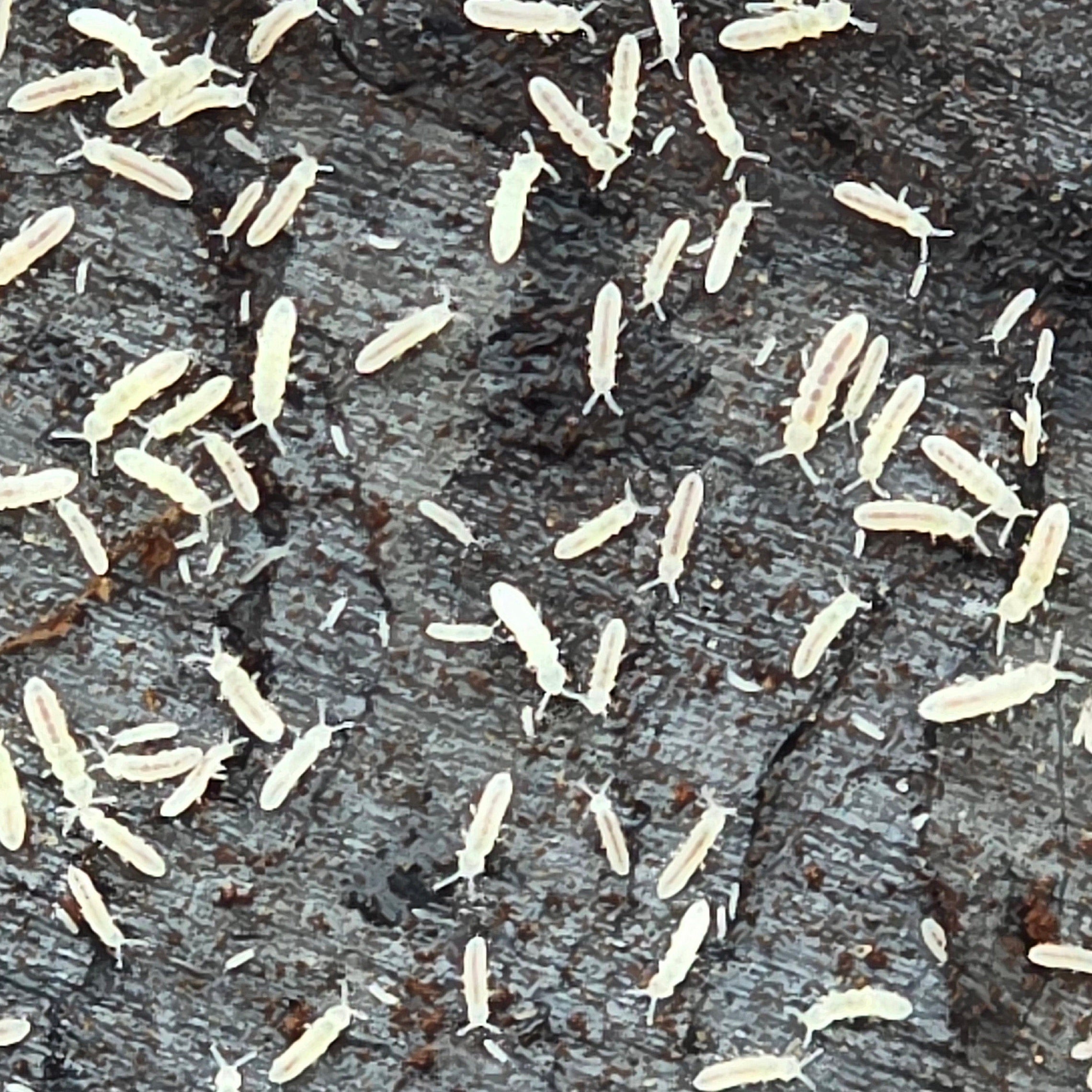 Buy Small Temperate White Springtails (Collembola sp.) for sale UK ...